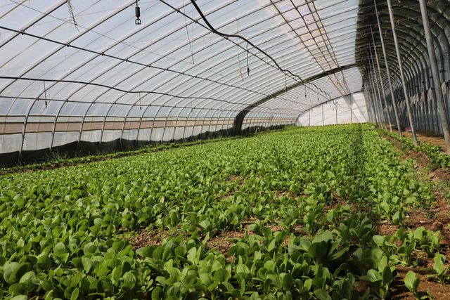 范县：食用菌产业撑起“致富伞”(图5)
