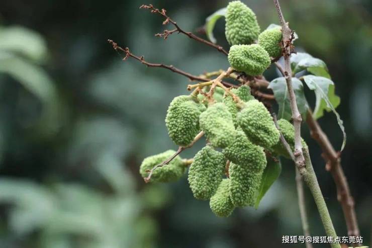 荔枝大年来了!东莞荔枝上市时间看这里(图2)